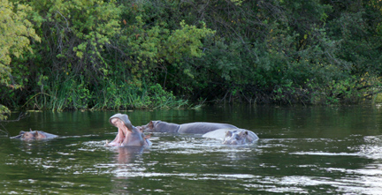 hippo on the Zambezi